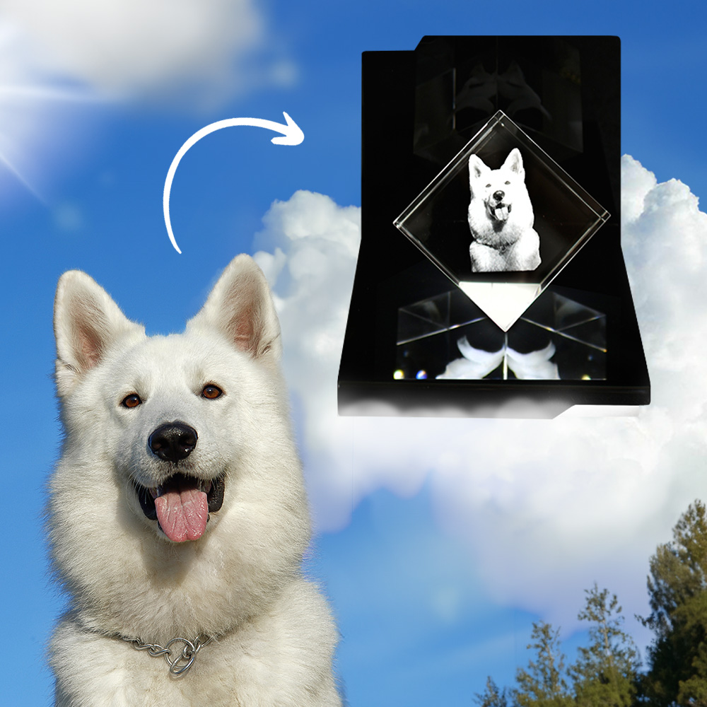 Ein Hund mit weissem Fell